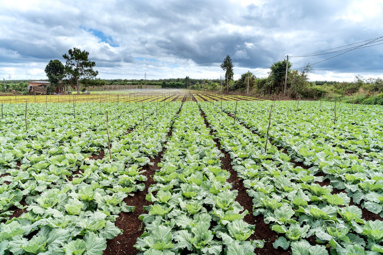 Wide-angle view of a vibrant lettuce field with cloudy skies in the background, showcasing rows of green cultivation.